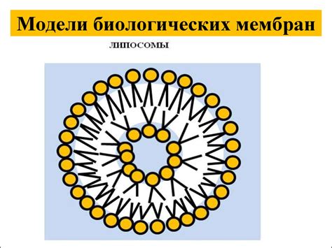 Фильтрация с использованием мембран: общие принципы работы и области применения