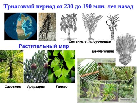 Флора в древности: растительный мир миллионы лет назад