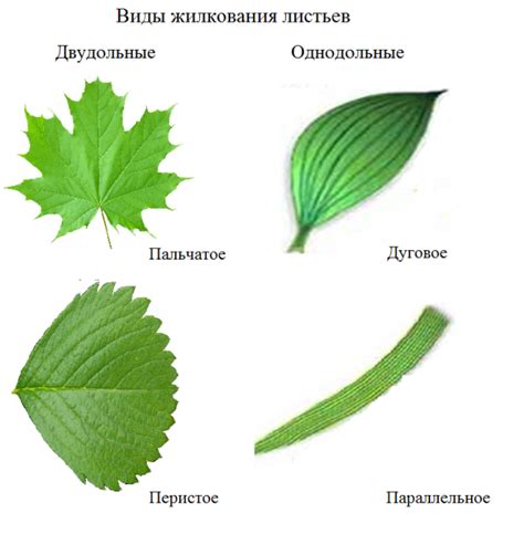 Форма листьев и их окраска