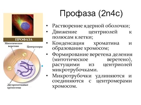 Формирование веретена деления клетки