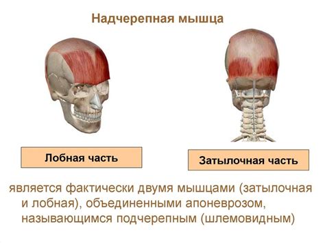 Формирование головы и туловища