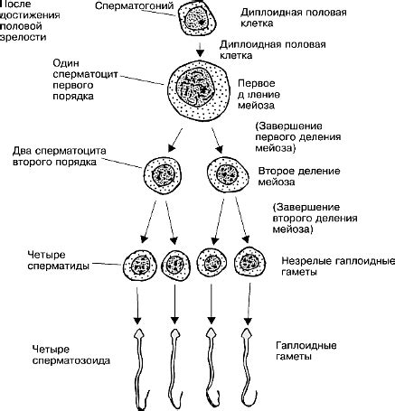 Формирование и созревание гамет