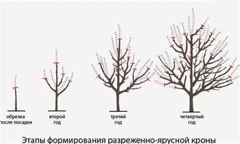 Формирование кроны