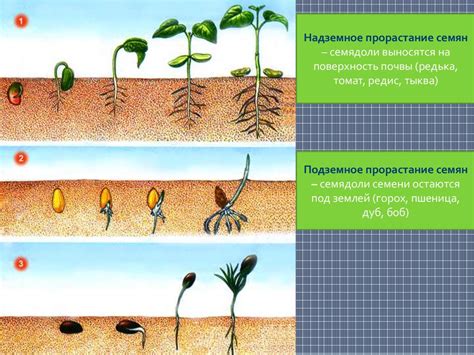 Формирование миниатюрных цветов из растений