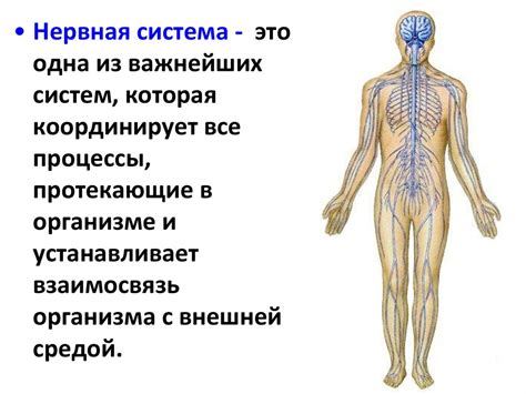 Формирование нервной системы: