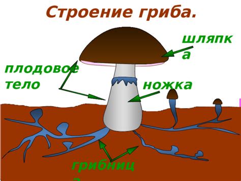 Формирование новых шаров гриба