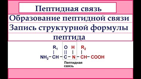 Формирование пептидной связи