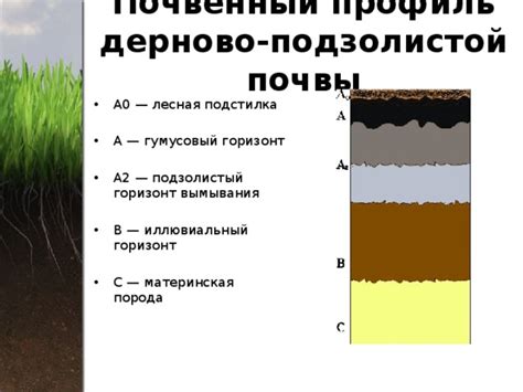 Формирование почвы в природе