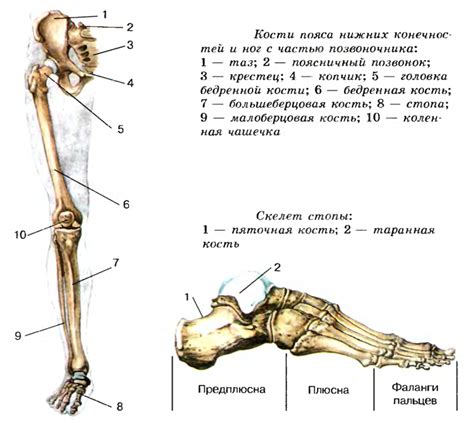 Формирование тела и конечностей