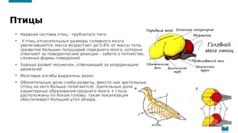 Формирование тела птицы: секреты создания реалистичной формы