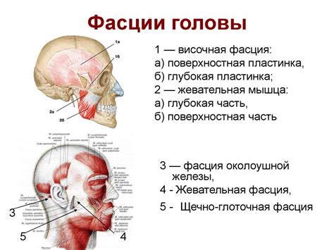 Формирование туловища и головы