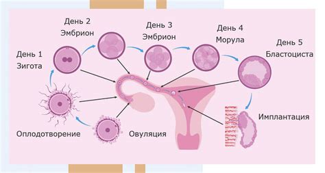 Формирование яйцеклеток