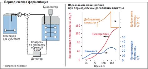 Формовка и ферментация