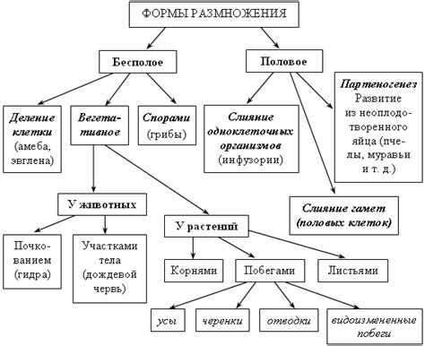 Формы бесполого размножения