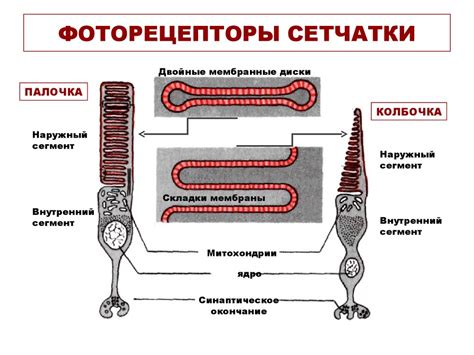 Фоторецепторы: палочки и колбочки