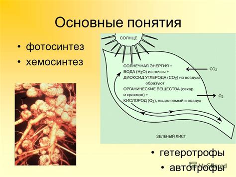 Фотосинтез и автотрофы