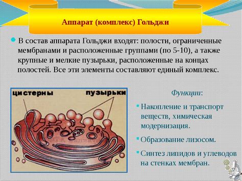 Функции аппарата Гольджи в клетке