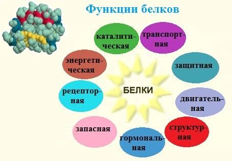 Функции белков