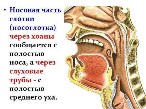 Функции глотки в процессе голосообразования