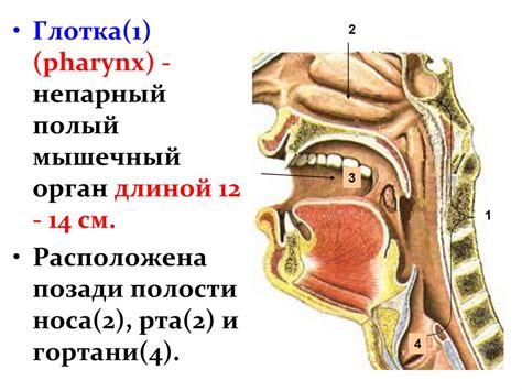 Функции глотки в 7 классе