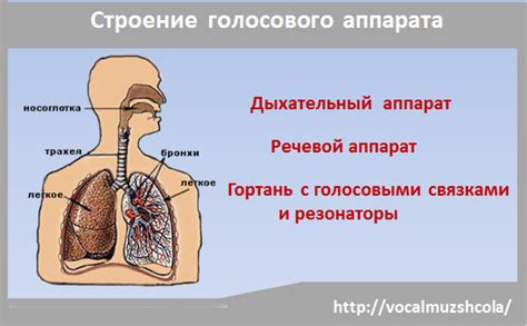 Функции голосового аппарата в повседневной жизни