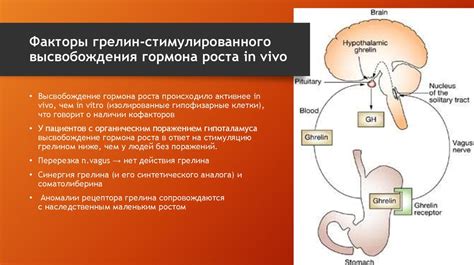 Функции гормона грелин