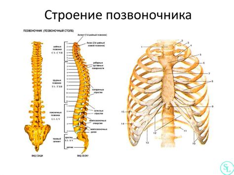 Функции грудных позвонков