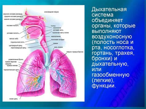 Функции дыхательной системы