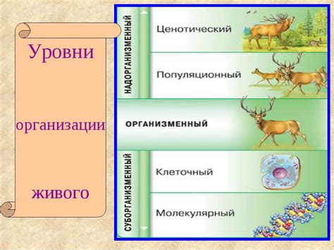 Функции живых организмов