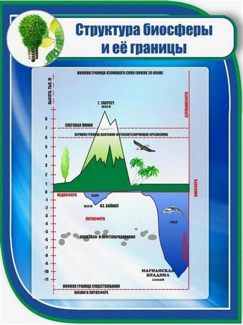 Функции и взаимодействие компонентов биосферы