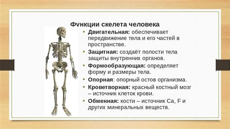 Функции и значение внутреннего скелета