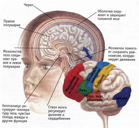 Функции и структура мозга в черепе