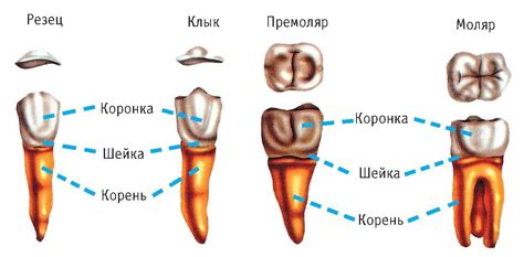 Функции клыков у человека