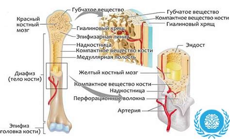 Функции костного вещества