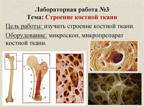 Функции костной ткани