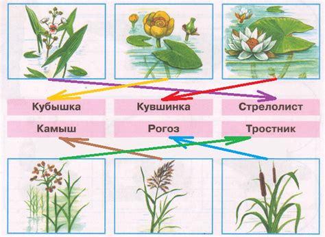 Функции кубышки