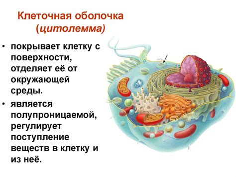 Функции мембраны в клетке 5 класс