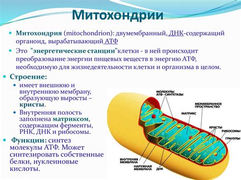 Функции митохондрий в клетке