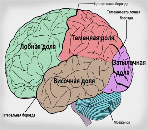 Функции мозговых полушарий