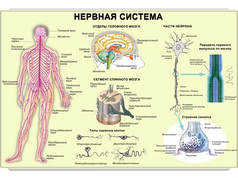 Функции нервной системы человека