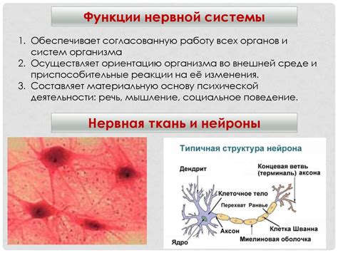 Функции нервной ткани