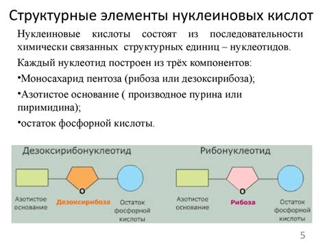 Функции нуклеиновых кислот