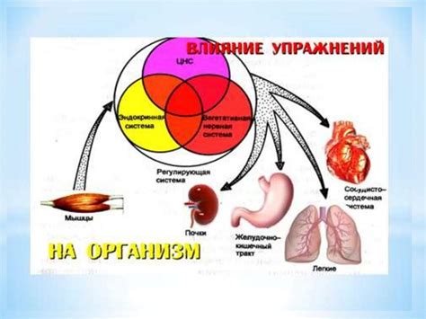 Функции организма