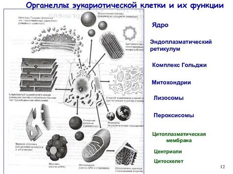 Функции органоидов клеток водоросли 7 класс