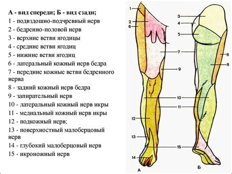 Функции паховой области