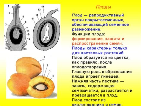 Функции плода в распространении семян