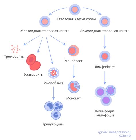 Функции полихроматофилов