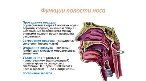 Функции полости носа