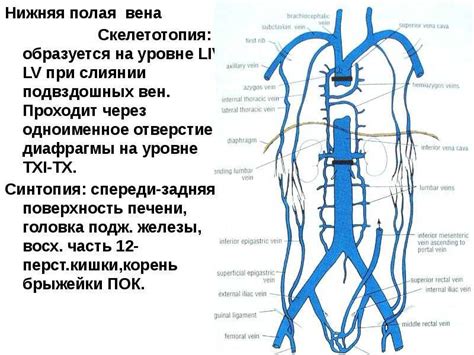 Функции пупочной вены