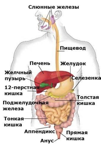 Функции различных органов